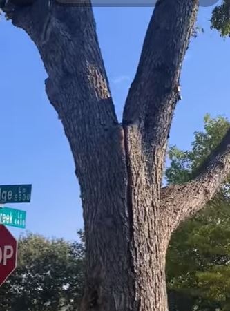 Cracked trunks in wichita falls tx texoma tree services