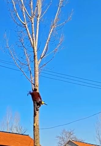 Dead Branches in wichita falls tx texoma tree services