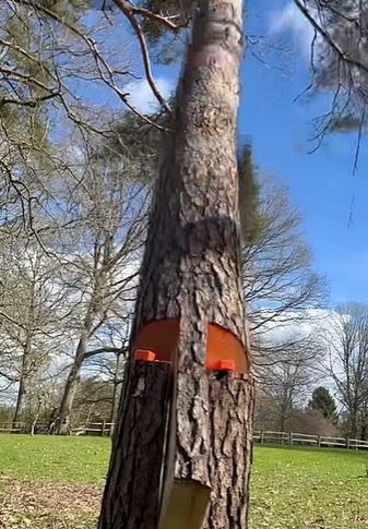 Leaning Trees in wichita falls tx texoma tree services