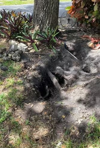 ROOT DAMAGED in wichita falls tx texoma tree services