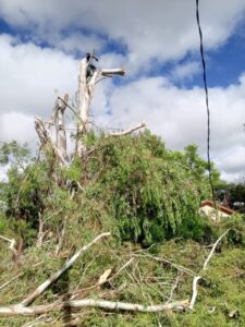 Tree Trimming & Removal Services in Wichita Falls Tx.