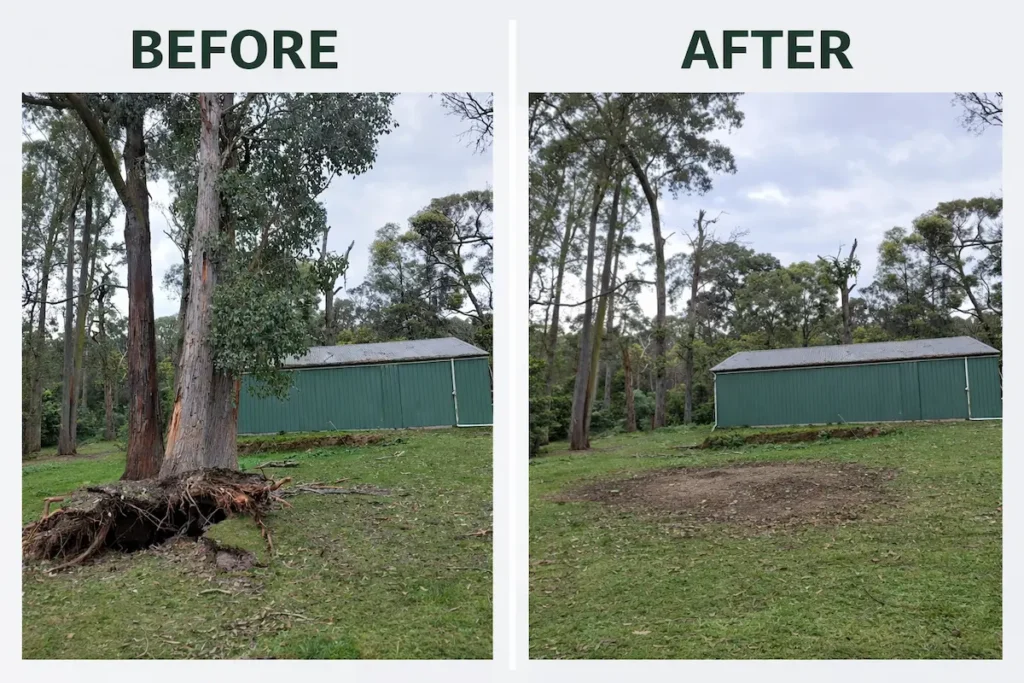 Emergency tree removal before after wichita falls Tx
