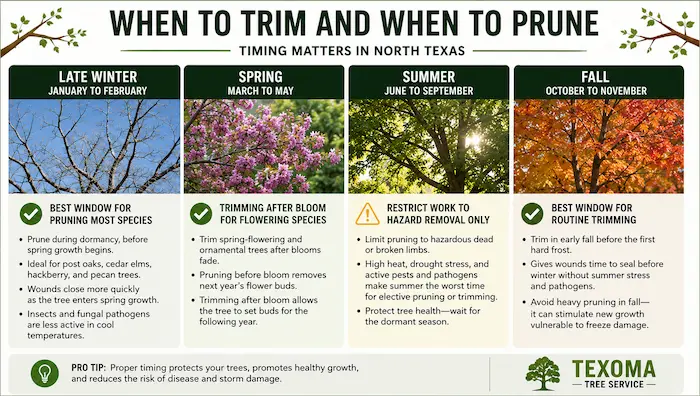 When to Trim and When to Prune Timing Matters in North