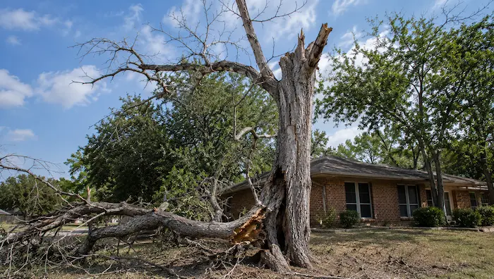 Dead Tree Removal in Wichita Falls 1 Infographic showing nine warning signs of dead or dying trees in Wichita Falls including bark loss, fungal growth, leaning trunk, and dead branches.