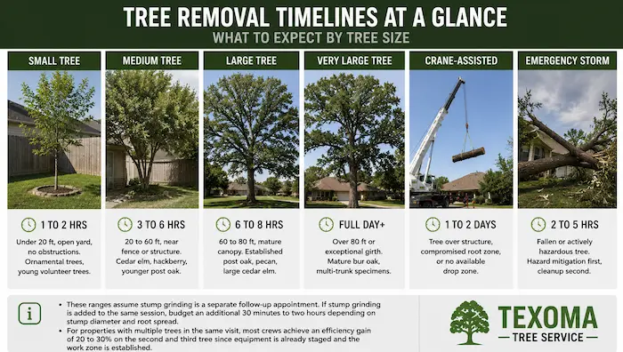 How Long Does Tree Removal Take? A Wichita Falls Guide 1 Infographic showing tree removal timelines in Wichita Falls based on tree size including small, medium, large, very large, crane-assisted, and emergency storm removal durations.